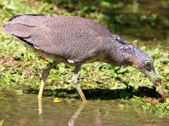 (Common Malayan Night-Heron) foraging