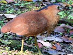 (Common Malayan Night-Heron) standing