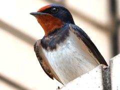 (Barn Swallow) sitting