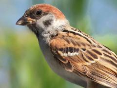 (Asian Tree Sparrow) standing