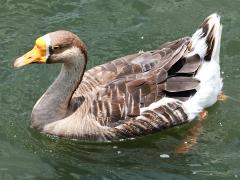 (Domestic Swan Goose) swimming