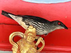 (Asian Glossy Starling) female standing