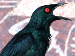 (Asian Glossy Starling) male calling