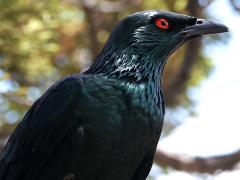 (Asian Glossy Starling) male perching