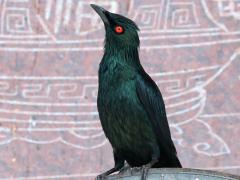 (Asian Glossy Starling) male standing