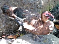 (Domestic Muscovy Duck) standing