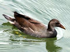 (Eurasian Common Moorhen) juvenile swimming