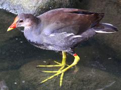 (Eurasian Common Moorhen) standing