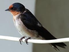 (Pacific Swallow) perching