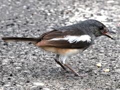 (Oriental Magpie Robin) juvenile feeding