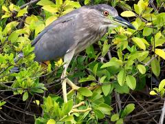 (Black-crowned Night-Heron) juvenile standing