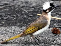 (Taiwan Bulbul) standing