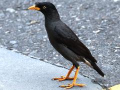 (Javan Myna) standing