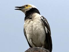 (Black-collared Starling) calls