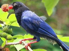 (Taiwan Blue Magpie) feeding