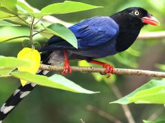 (Taiwan Blue Magpie) perching
