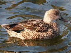 (Falcated Duck) female profile (Falcated Duck) female profile