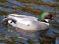 (Falcated Duck) male profile (Falcated Duck) male profile