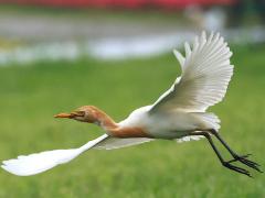 (Eastern Cattle Egret) flapping