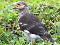 (Black-collared Starling) juvenile calling