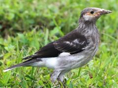 (Black-collared Starling) juvenile standing