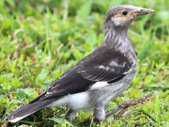 (Black-collared Starling) juvenile walking