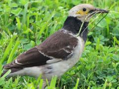 (Black-collared Starling) standing