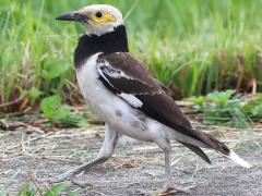 (Black-collared Starling) walking