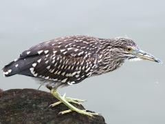 (Black-crowned Night-Heron) juvenile crouching