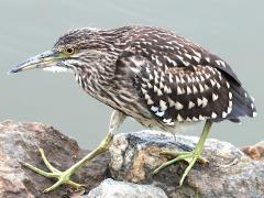 (Black-crowned Night-Heron) juvenile walking