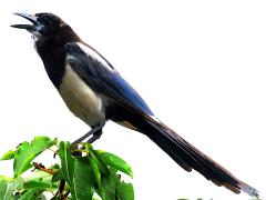 (Oriental Magpie) calls