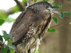 (Common Malayan Night-Heron) juvenile standing