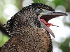 (Common Malayan Night-Heron) juvenile yawning