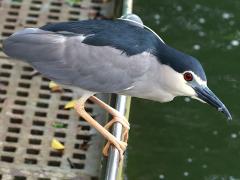 (Black-crowned Night-Heron) stalking