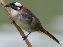 (Taiwan Bulbul) perching