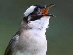 (Taiwan Bulbul) singing