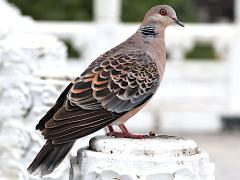 (Taiwan Oriental Turtle Dove) standing