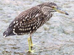 (Black-crowned Night-Heron) juvenile standing