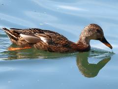 (Mallard) female swimming