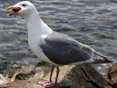 (Glaucous-winged Gull) occidentalis feeding