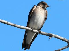(Northern Rough-winged Swallow) perching