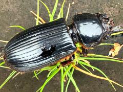 (Grandis Bess Beetle) dead dorsal