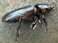 (Grandis Bess Beetle) dead lateral