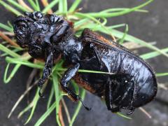(Grandis Bess Beetle) dead ventral