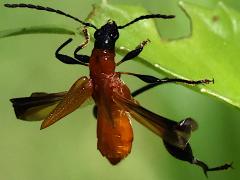 (Merionoeda Longhorn Beetle) dorsal