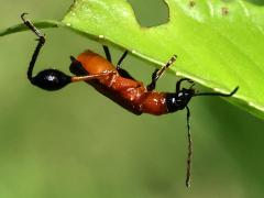 (Merionoeda Longhorn Beetle) lateral