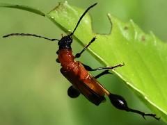 (Merionoeda Longhorn Beetle) profile