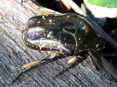 (Oriental Flower Beetle) dorsal