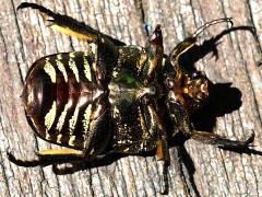 (Oriental Flower Beetle) ventral