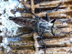 (Promachus Giant Robber Fly) dorsal